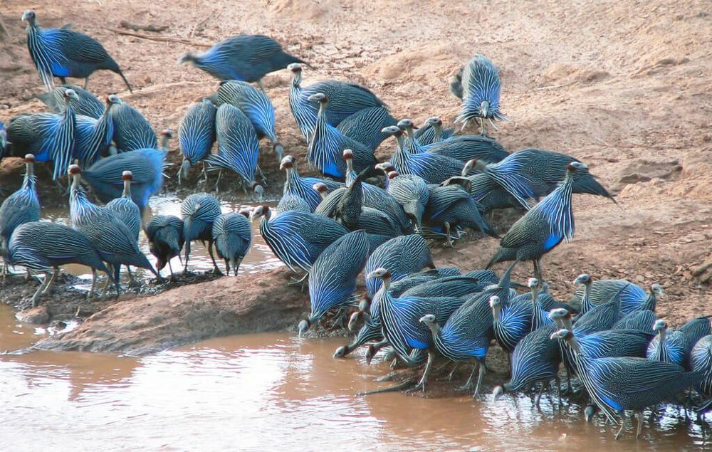 Sesarka sotiladi !!! Сесарка бор