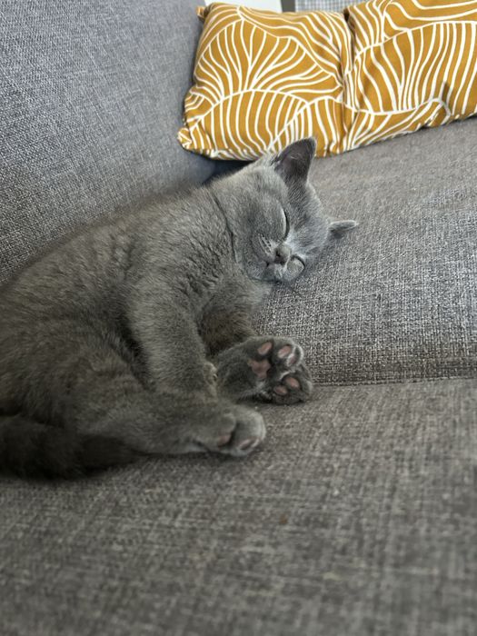 Pui British Shorthair – 3 luni, foarte jucăuș, cu carnet și vaccinuri la zi