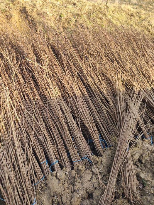 Puieți salcm      plol euro american