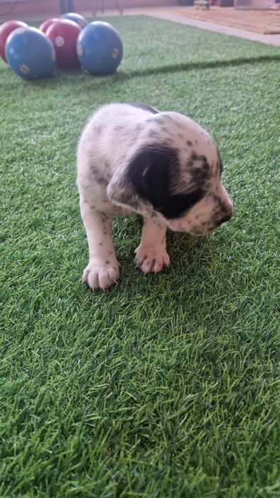 Продам щенков мама далматин