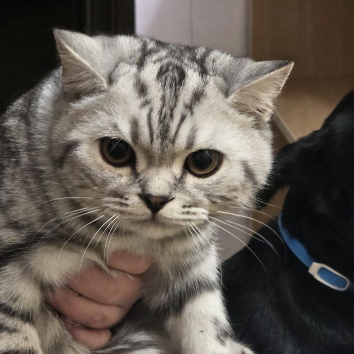 Продам кота подростка, 7 мес