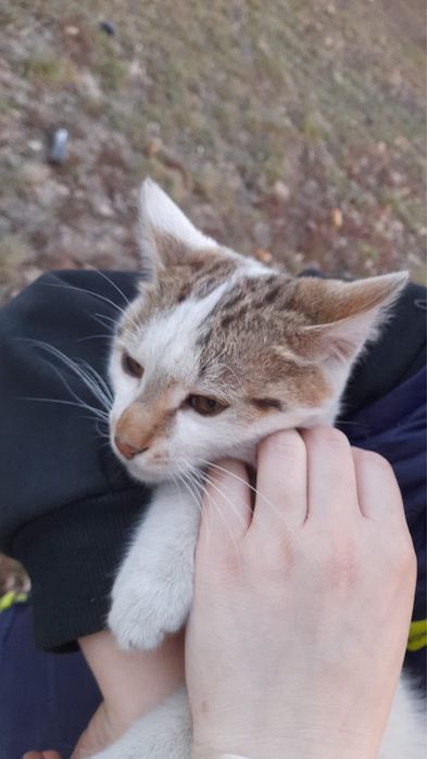 Отдам кошку бесплатно