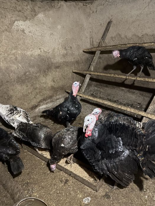 Индюшки и индюки