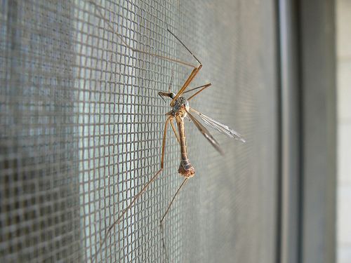 Москитные сетка жалюзи скидки до 20% от производителя