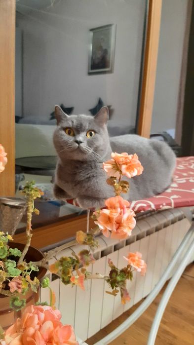 Продавам британски котета