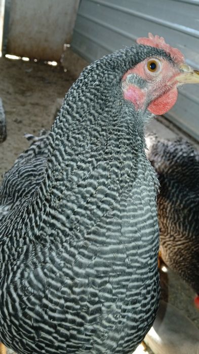 Vind familie plymont rok barat