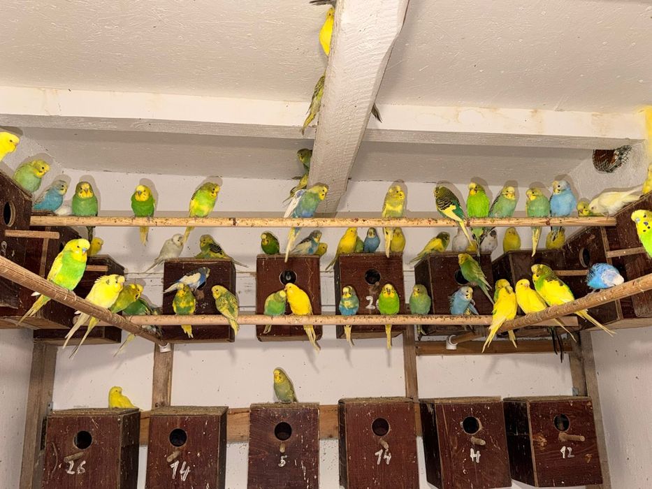 Papagali perusi – multe culori, pui sănătoși și jucăuși – 50 lei/buc!