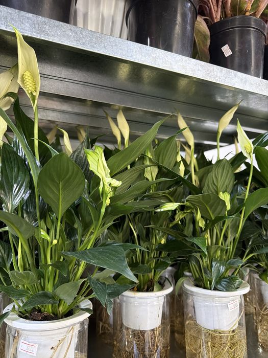 Дешевые цветы к 8 Марта