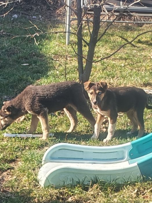 Отдам щенков в добрые руки