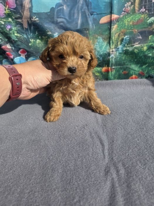 Малтипу момче и момиче