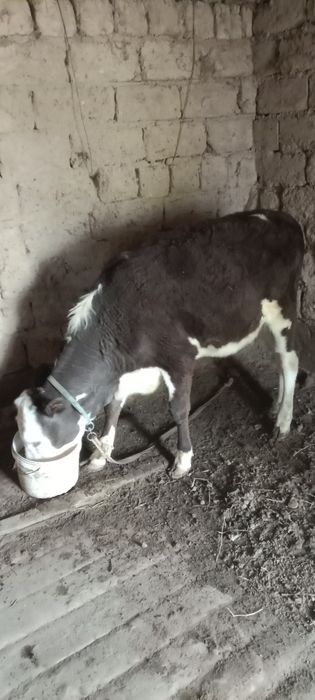 Бір жасар ақ бас тана сатылады