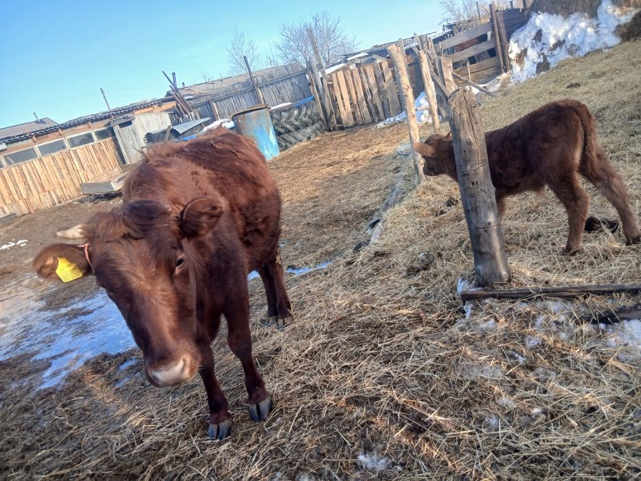 Продам первотелку с теленком срочно