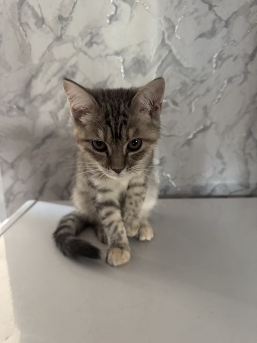 метис (помесь) Scottish Straigh