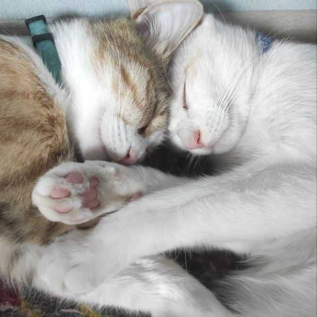 Котенок от турецкой ангоры