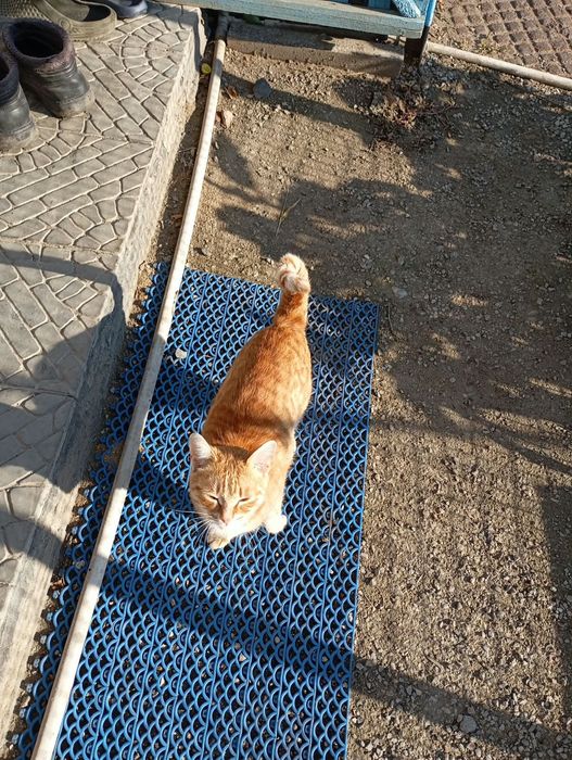 Отдам котика в добрые руки