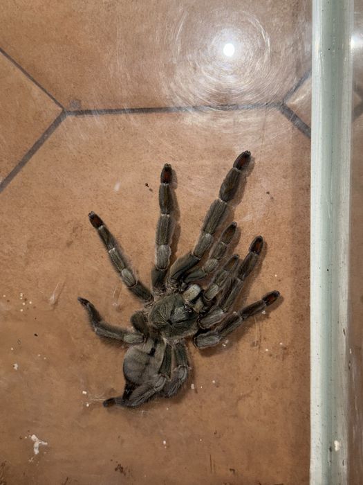 Продам паука-птицеед