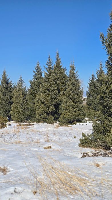 Ёлки таньшаньские 12м