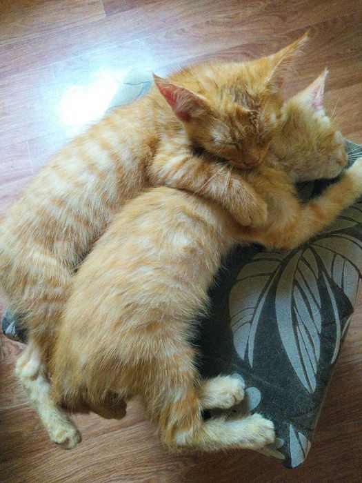 Котята ищут самых лучших мам-пап
