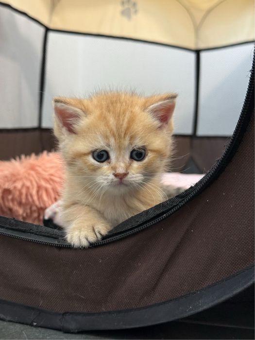 Британска късокосместа златна чинчила