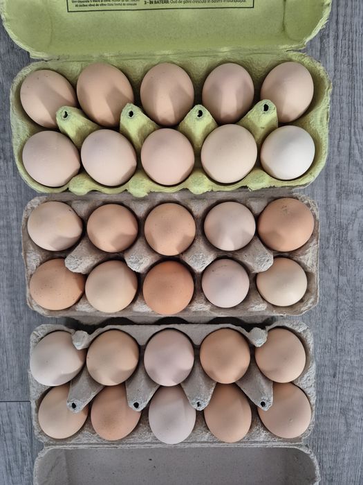 Oua pentru incubat Australorp/gri,splash,negru