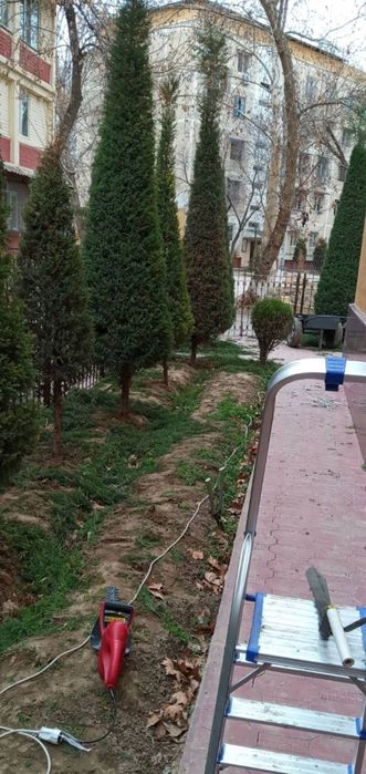 Archa kesish boshlandi