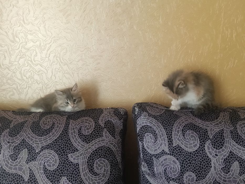 Отдам котят к лотку приучены ,чистые,девочки