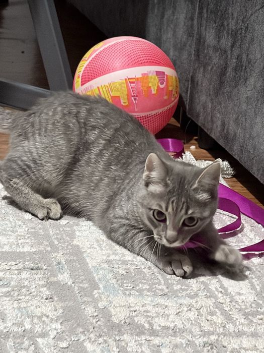 Британская кошка бесплатно