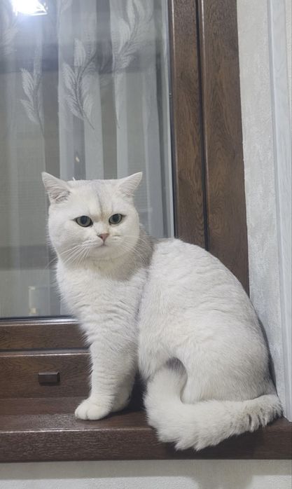 ВЯЗКА британский шиншилла кот ! Приглошает кошек на свиданю . Vyazkaga