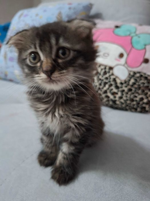 Продам котенка Вислоушка