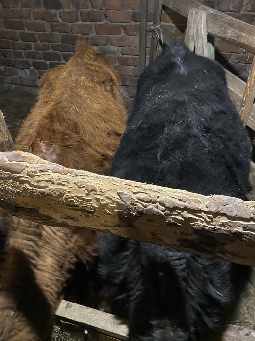 Продам 2 бычка………………