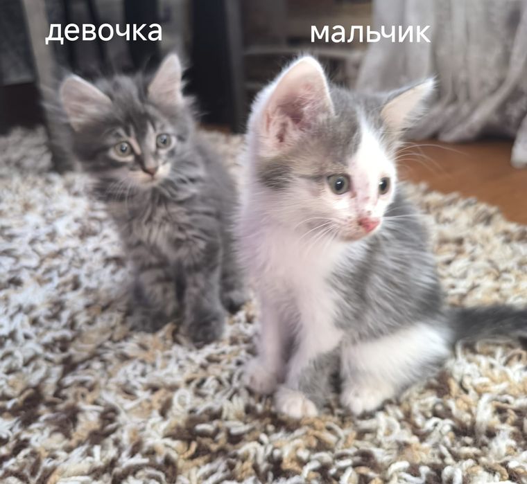 Отдам котят в хорошие руки. Мальчики