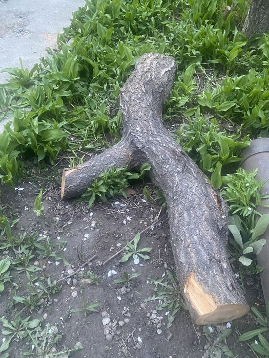 Отдам даром дрова и ветки