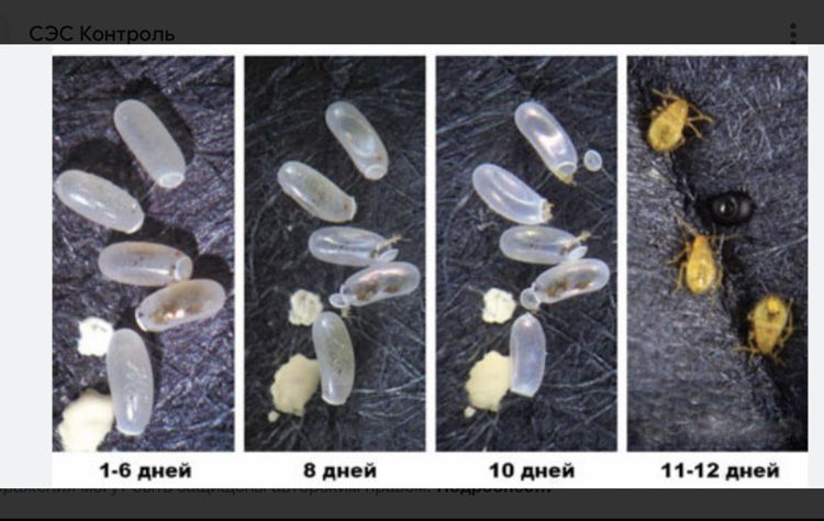 Как выглядят отложенные яйца блох Как выглядят отложенные яйца блох