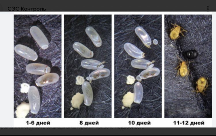 Какие у клопов яйца фото Дезинфекция от любых насекомых - Ғимараттарды дезинфекциялау Атырау на Olx