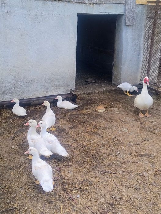 Vând rațe leșești