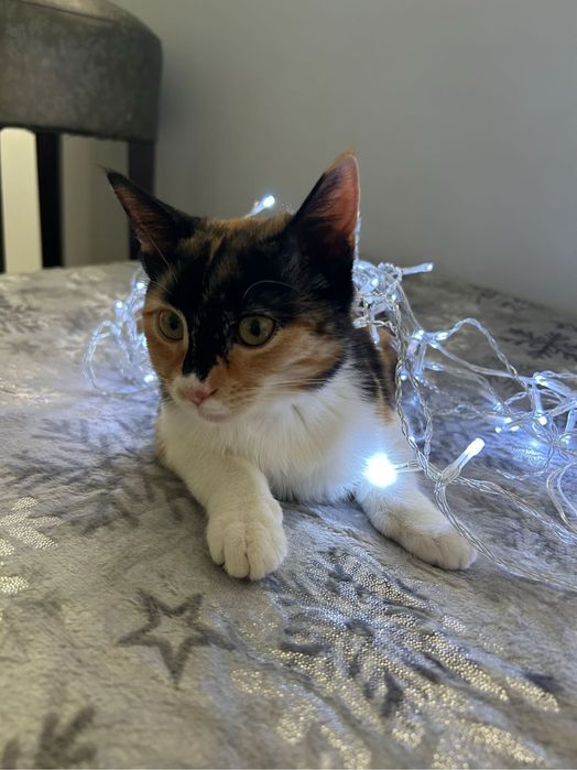 Подарява се коте