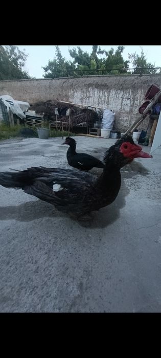 Ordaklar sotiladi indiski ordak 1ta xoʻroz 1ta makyon makyoni tugyapti