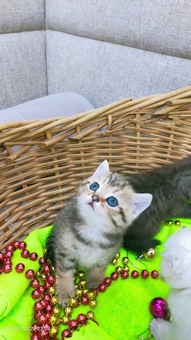 Продам породистых котят