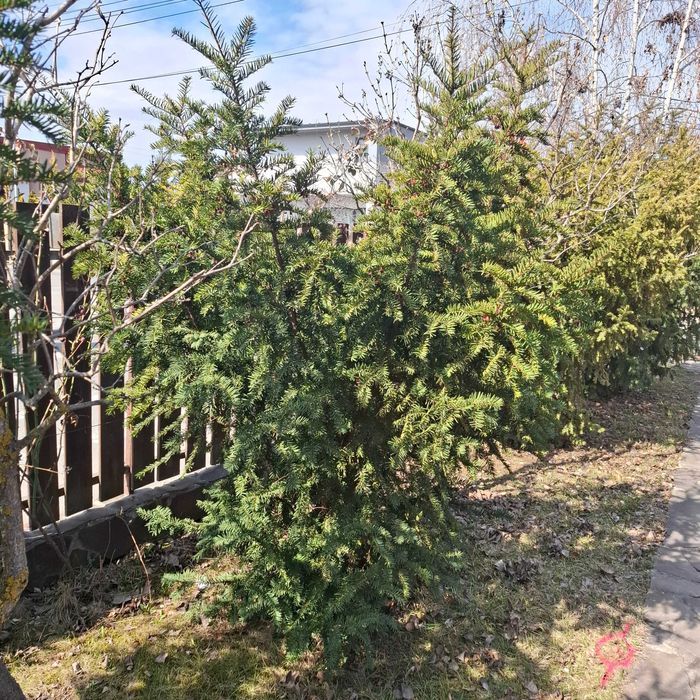 Vând copaci ornamentali Taxus Baccata diametru 100 cm înălțime 250 cm