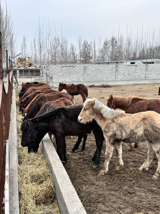 Зотдор тойлар оптом нархда сотилади, Россия Абакан