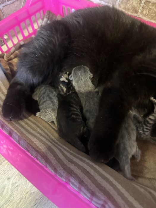 Продам шотландских котят