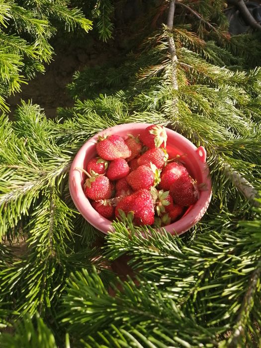 Дача правый бериг