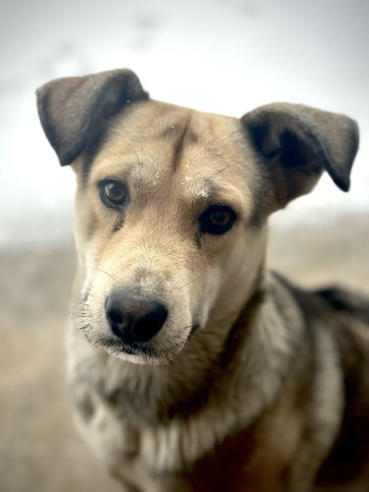 Kuchuk bola tekinga beriladi yaxshi qo’llarga