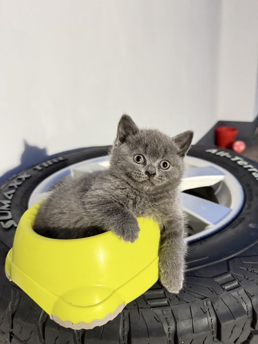 British Shorthair