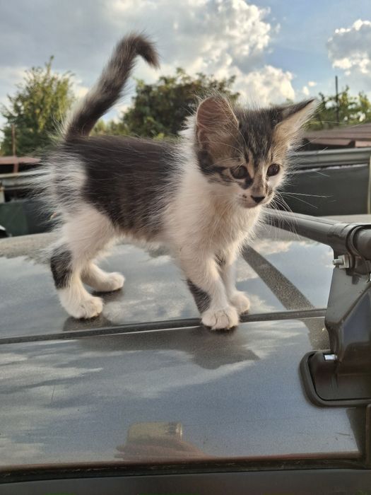 Подарява малки котета на два месеца. Перник  кв Тева.