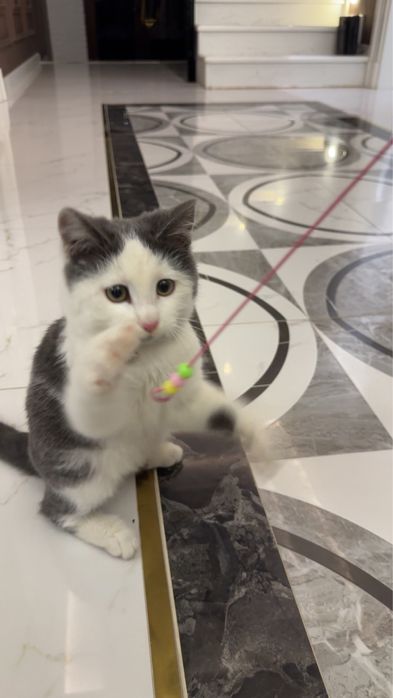 Котенок Британец