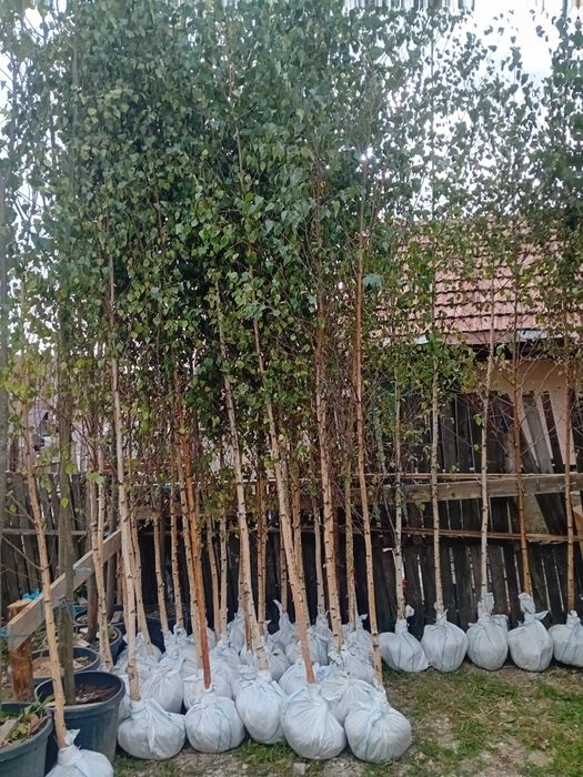 Plantație de mesteacăn alb ornamental