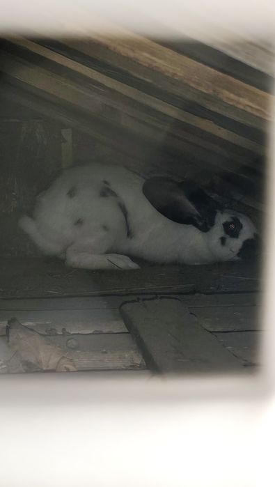 Masculi disponibili de 7 luni urgent