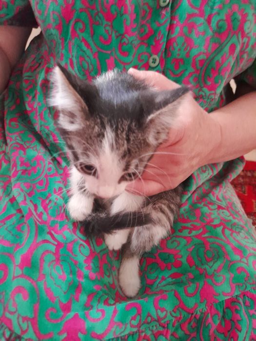 2 ойлик овкат ейди