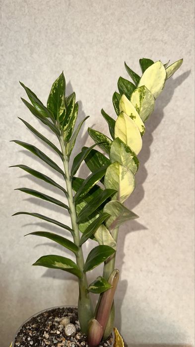 Замиакулькас вариегатный